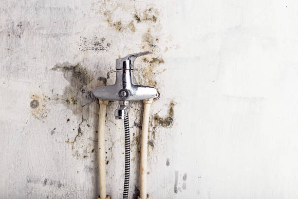 Laingsburg, MI Mold Removal Company