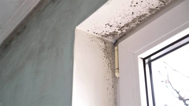 Best Mold Cleaning Services  in Laingsburg, MI
