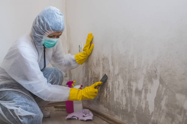 Best Home Mold Removal  in Laingsburg, MI