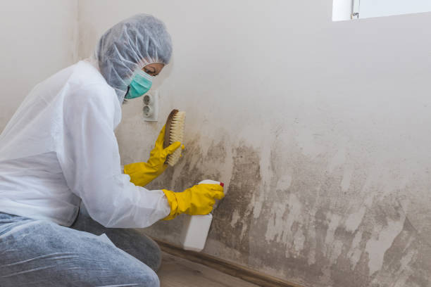 Mold Testing and Removal in Laingsburg, MI