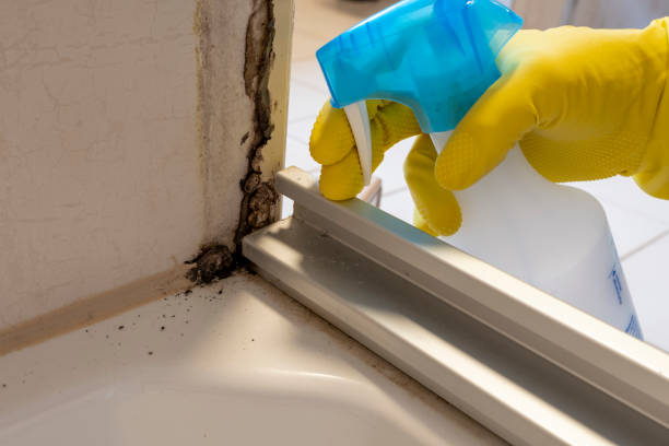 Best Crawl Space Mold Removal  in Laingsburg, MI
