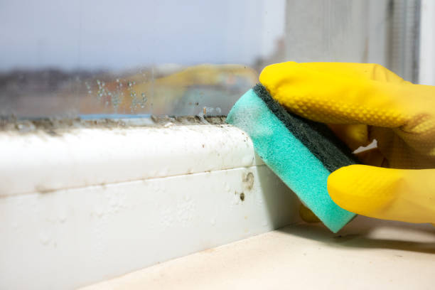 Office Mold Removal Services in Laingsburg, MI