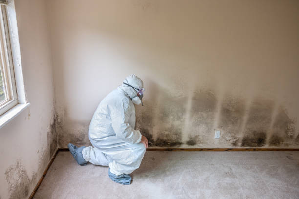 Best Commercial Mold Removal  in Laingsburg, MI