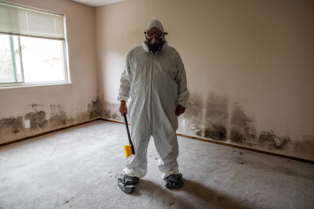 Best Attic Mold Removal  in Laingsburg, MI